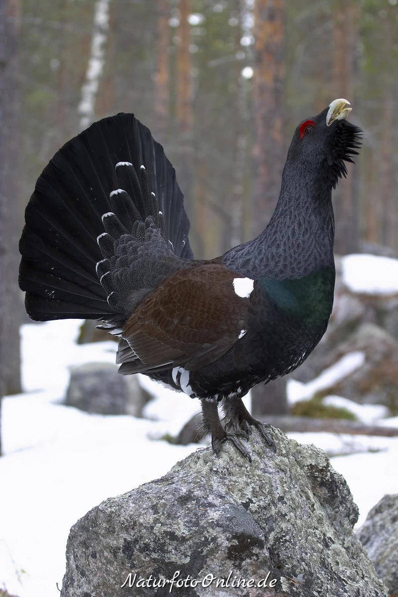 Auerhahn