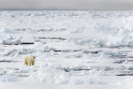 Polar Bear on pack ice, Spitsbergen, Norway - Ursus maritimus