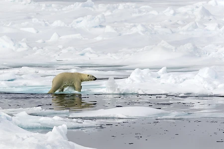 Polar Bear on pack ice, Spitsbergen, Norway