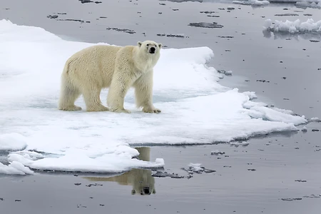 Polar Bear on pack ice, Spitsbergen, Norway