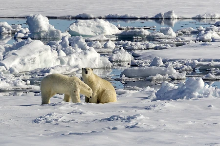 Polar Bear on pack ice, Spitsbergen, Norway - Ursus maritimus