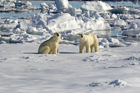Polar Bear on pack ice, Spitsbergen, Norway - Ursus maritimus