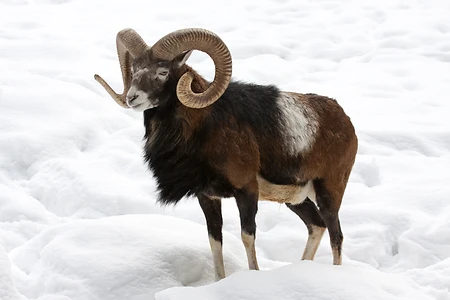 Mouflon