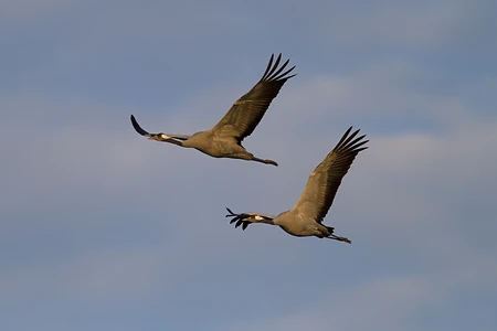 Crane
