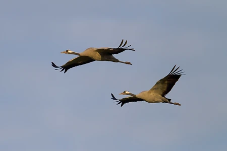 Kranich - Grus grus