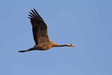 Kranich - Grus grus