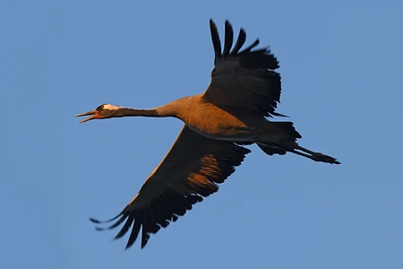 Kranich - Grus grus