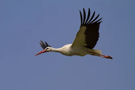 White Stork