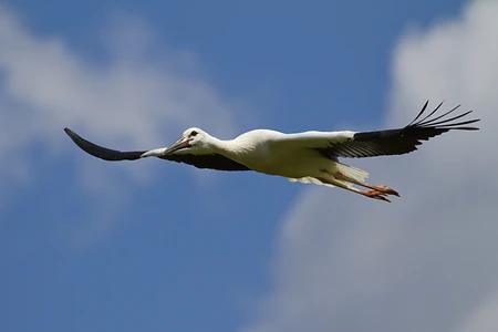 White Stork - Ciconia ciconia