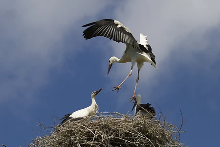 White Stork - Ciconia ciconia