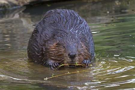 European beaver, Germany