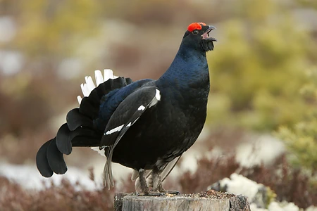 Black Grouse, Sweden