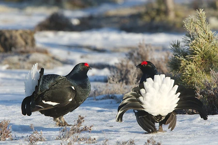Black Grouse, Sweden - Lyrurus tetrix