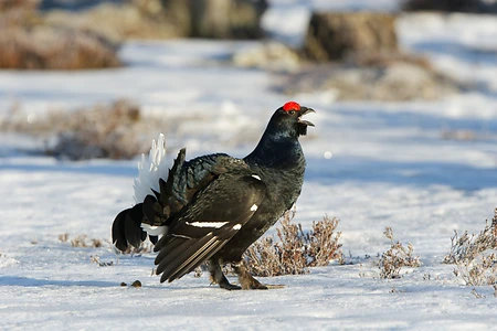 Black Grouse, Sweden - Lyrurus tetrix