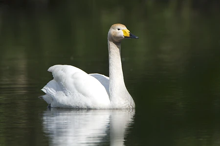 Whooper Swan