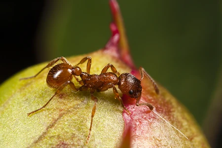 European fire ant