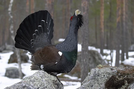 Capercaillie