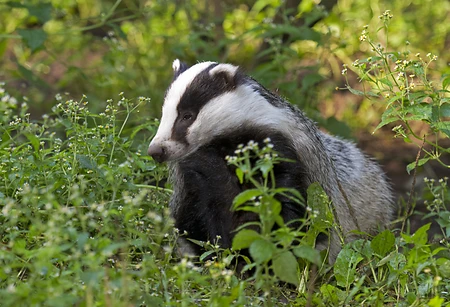 Badger (European)