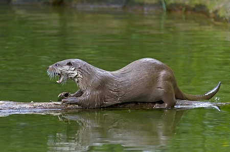 European otter