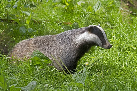 Badger (European)