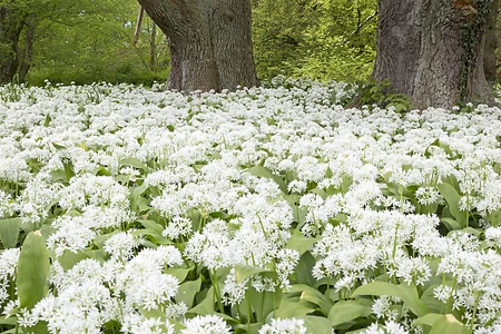 Wild garlic