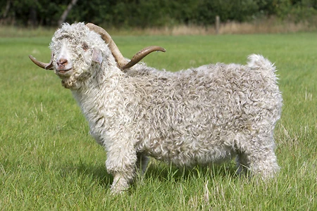 Angora goat with characteristic curly white fleece and curved horns