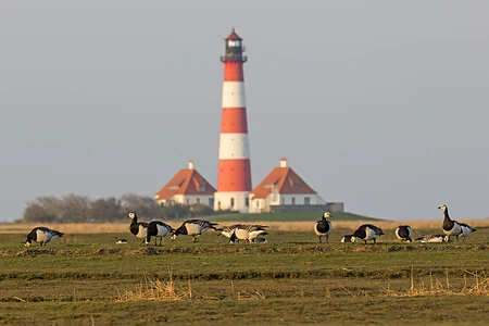 Leuchtturm Westerheversand, Westerhever, Eiderstedt, Nordfriesland, Schleswig-Holstein, Deutschland