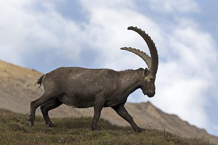 Alpine Ibex
