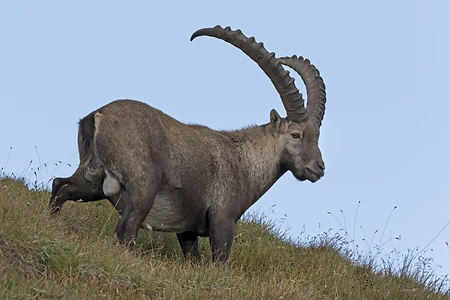 Alpine ibex, High Tauern National Park, Carinthia, Austria