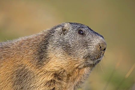 Alpine marmot