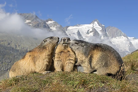 Alpine marmot in front of Großglockner, High Tauern National Park, Carinthia, Austria
