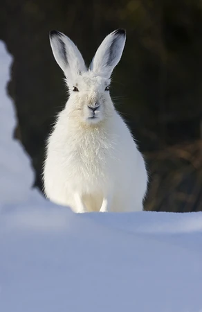 Mountain hare