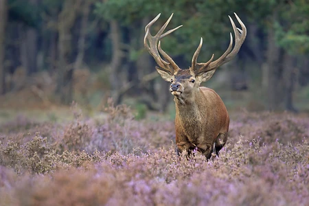 Red Deer, Hoge Veluwe National Park, Netherlands
