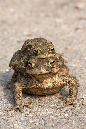 Toad migration, Common Toad