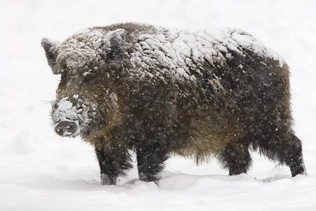 Wild boar