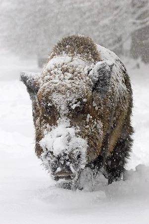 Wildschwein - Sus scrofa