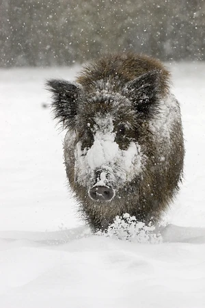 Wildschwein - Sus scrofa