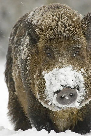 Wildschwein - Sus scrofa
