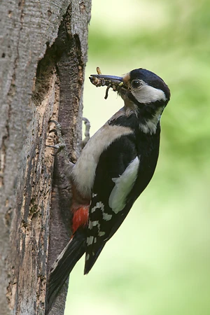Great spotted woodpecker