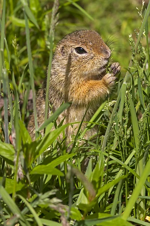 European Ground Squirrel