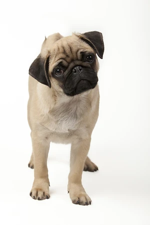 Pug puppy