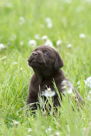Brown Labrador Retriever puppy