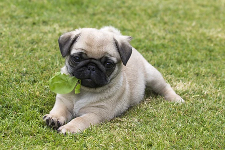 Pugs