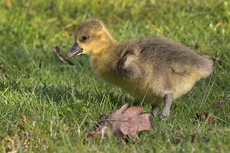 Greylag goose gosling, Schleswig Holstein, Germany - Anser anser