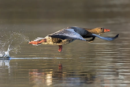 Greylag Goose