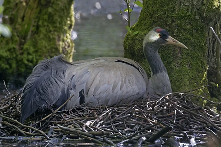 Brütender Kranich, Mecklenburg-Vorpommern - Grus Grus