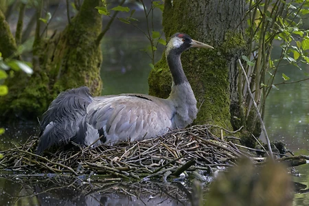 Breeding crane, Mecklenburg-Vorpommern, Germany