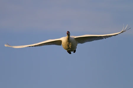 Mute swan
