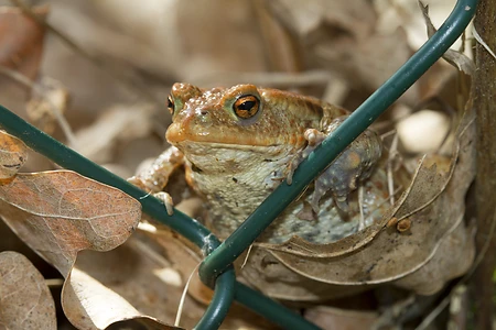 Common toad - Bufo bufo