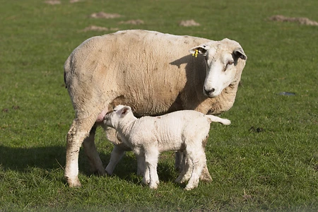 Domestic sheep nursing lamb - Ovis orientalis aries